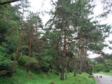 DSCF6978