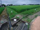 DSCF6530