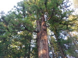 DSCF6011
