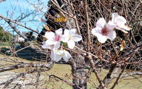 sikizakura