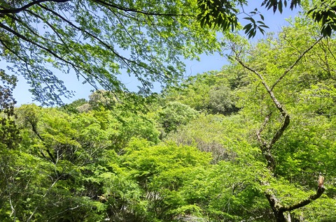sinryoku2