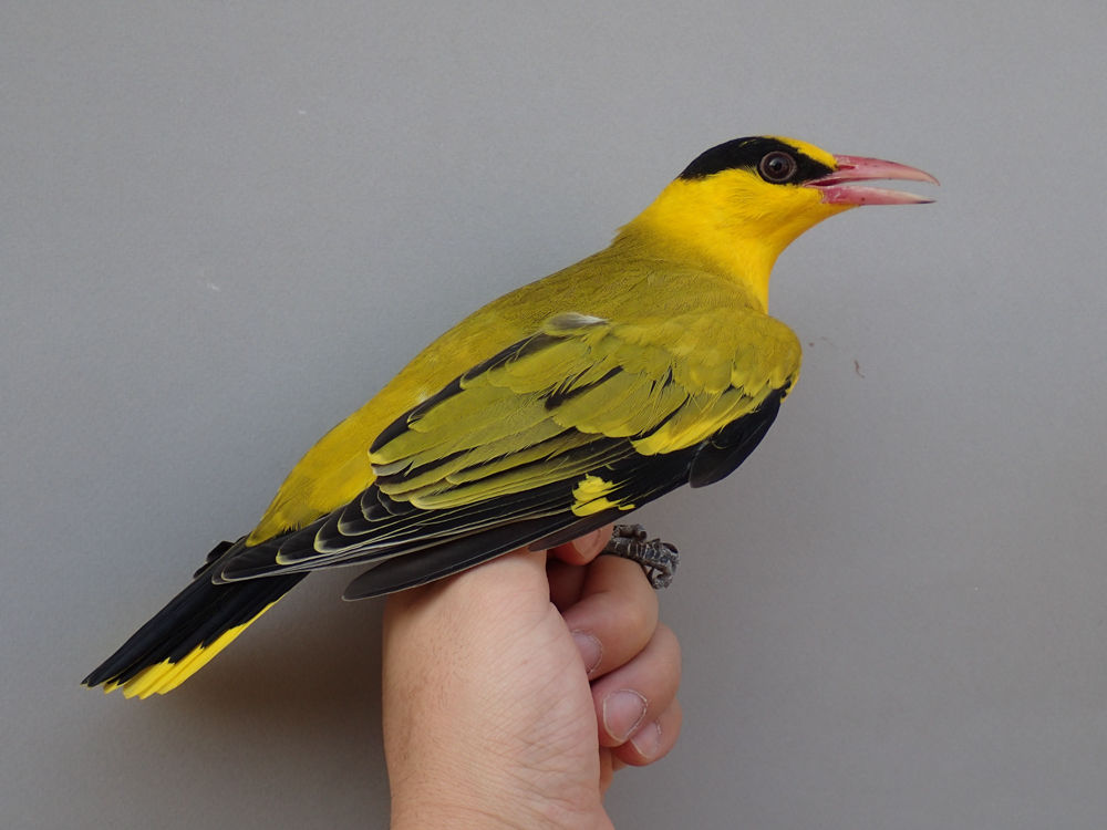 黄色い鳥 : ふくろうの森