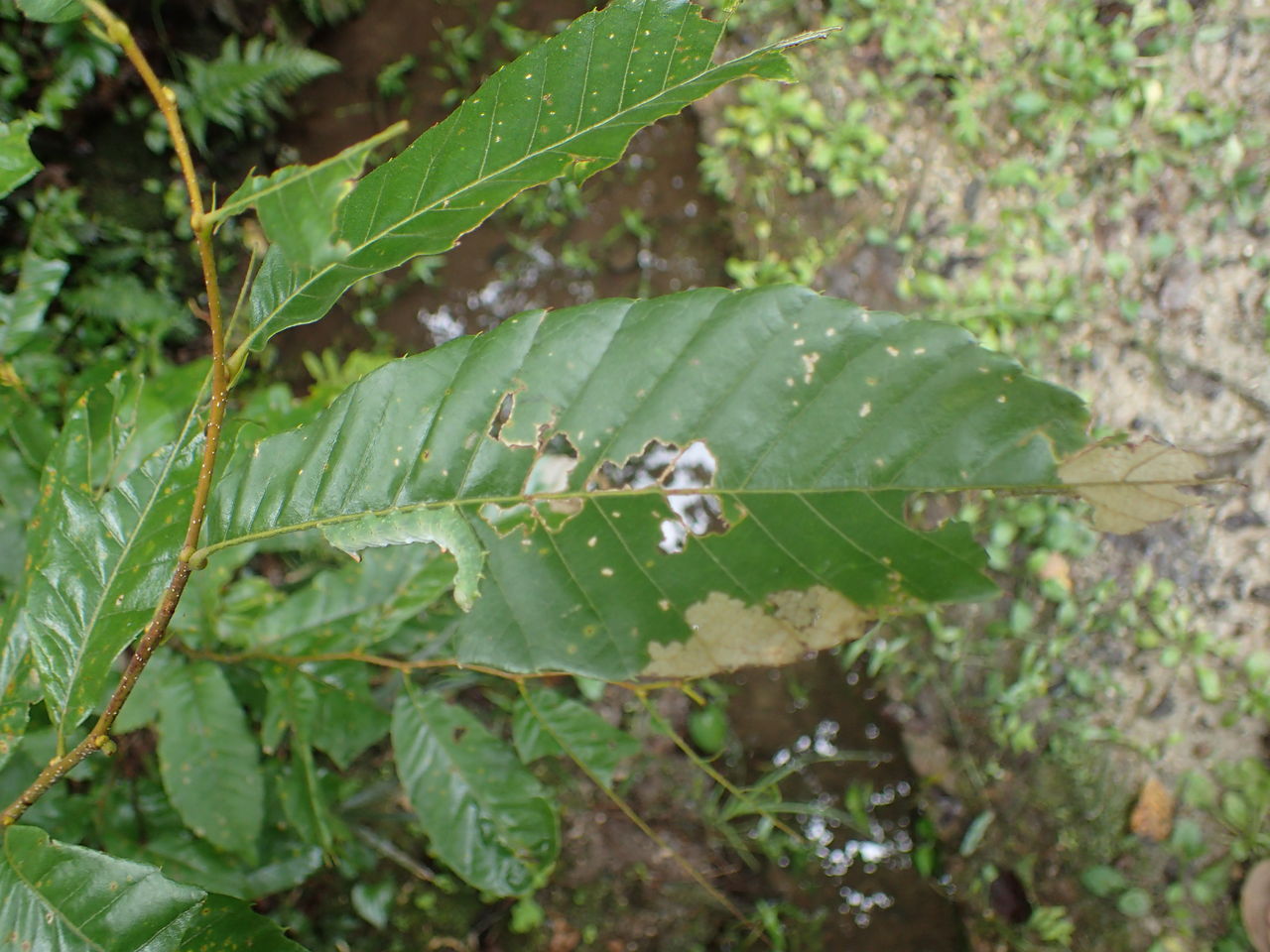 自然の隠し絵 ふくろうの森