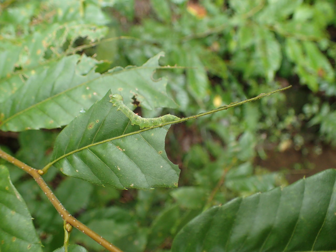 自然の隠し絵 ふくろうの森