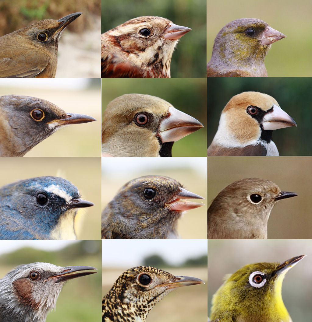 顔２ ふくろうの森