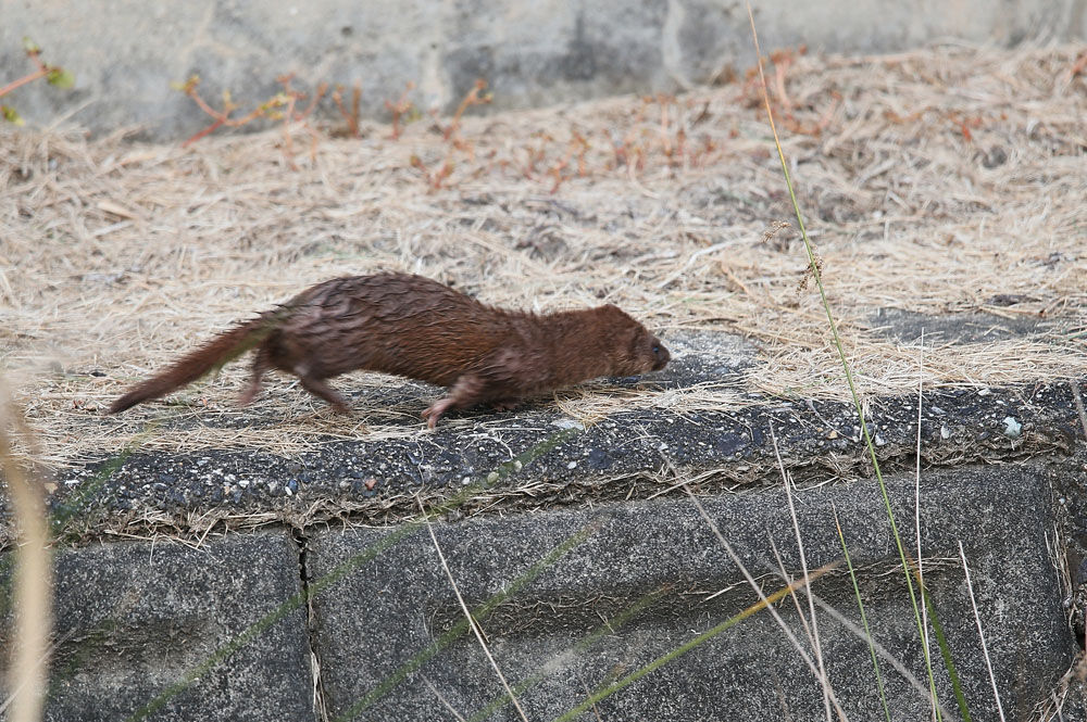 その後３ ふくろうの森