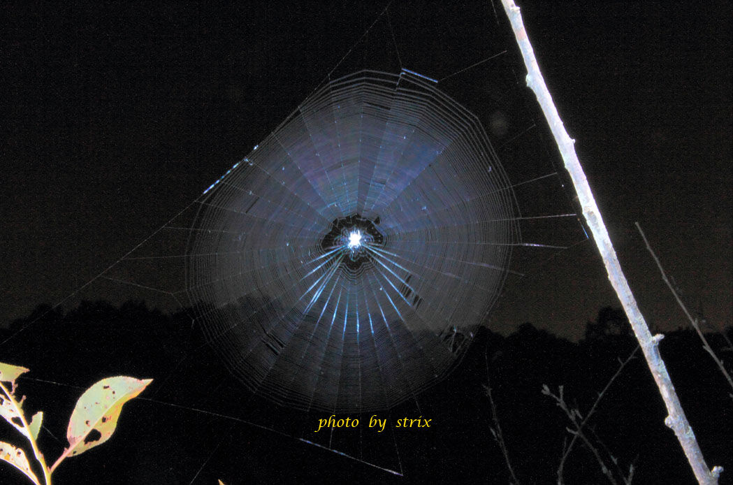 夜観察２ ふくろうの森