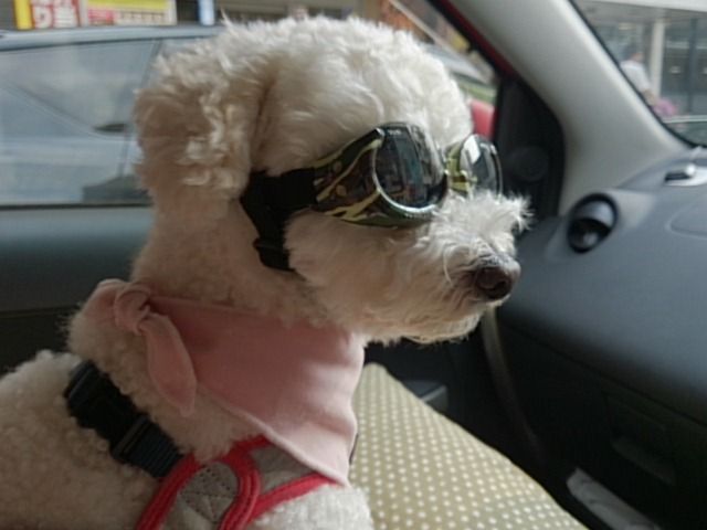 夏のドライブ マストアイテム サングラス 初めてのトイプードル 白プー Romeo Happy Life 夏のドライブ マストアイテム サングラス 初めてのトイプードル 白プー Romeo Happy Life