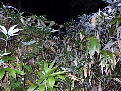R0010006