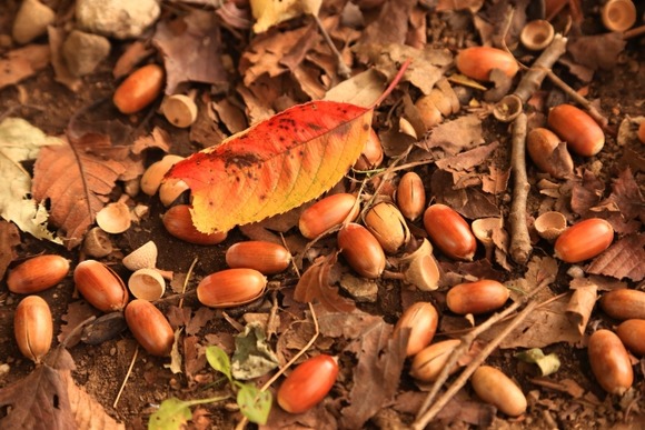 縄文人ってどんぐりでパンを焼いて食べたっていうじゃん？あれ嘘だろ