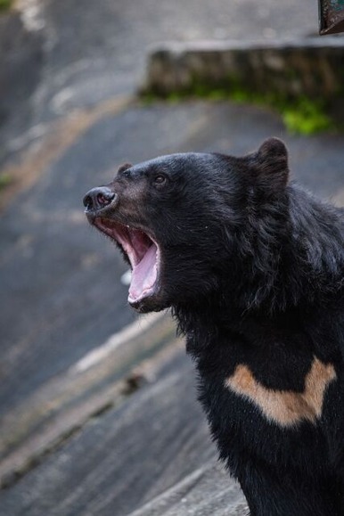 クマ問題、って猟友会がダメなんじゃねこれ？ｗｗｗｗｗ
