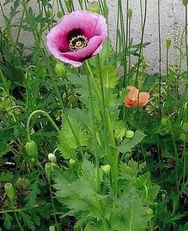 「抜かずに通報を」京都で野生のケシ急増！4年で4倍以上