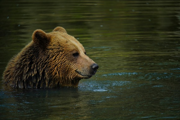 クマはかわいそうだから殺さないで欲しい