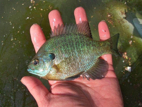 ブルーギル釣って食べようと思うんだが・・・
