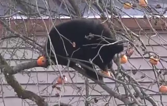 【福島】「おそらく冬眠の仕方がわからない」クマが住宅敷地内の柿の木に出没…7時間超も居座り柿むさぼり食べる