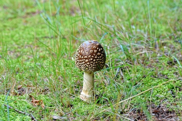 「食べないで」無人販売所で毒キノコを誤って販売