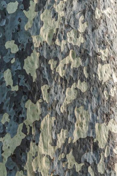 camouflage