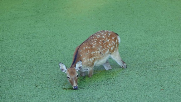 奈良公園「池にアオウキクサが異常繁茂して困った」　？？「僕たちに任せるｼｶ！どんどん食べるｼｶ！」