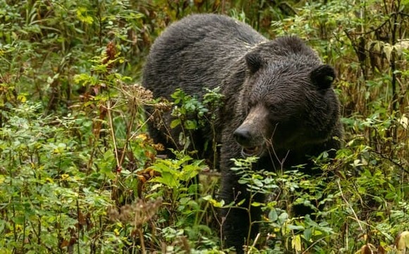 神様「1分間ヒグマと一緒に狭い檻の中に入って生き延びられたら1億円やる」