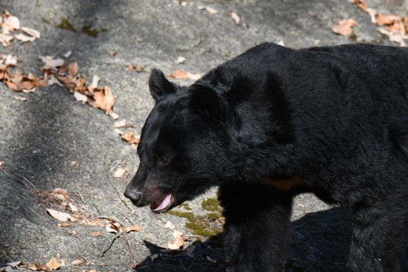 クマ駆除したら猛烈な抗議する日本の末路…「クマ除けスプレイ」だけで立ち向かえという警察は誰の味方なのか