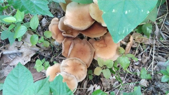 いまの時期に山で採取できる食い物教えてくれ