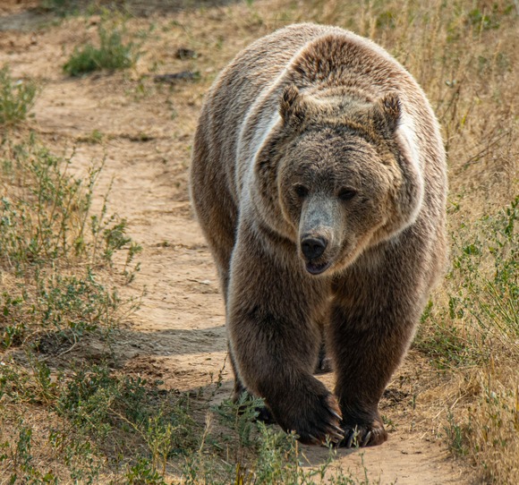 【動画】アメリカの警官、親子連れのクマを射殺😢
