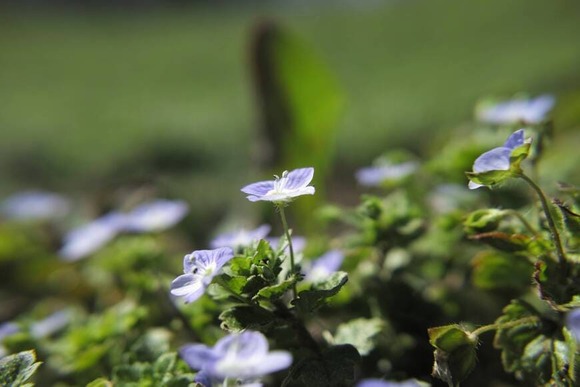 【画像】オオイヌノフグリ咲いたら春だもん