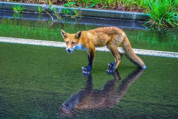 北海道民のワイの家の周り、無料のサファリパークと化すｗｗｗｗｗｗｗｗｗｗｗｗｗ
