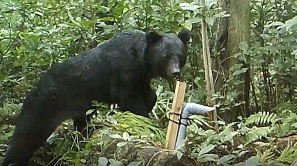 クマの九州上陸はあるのか？山口で生息域拡大