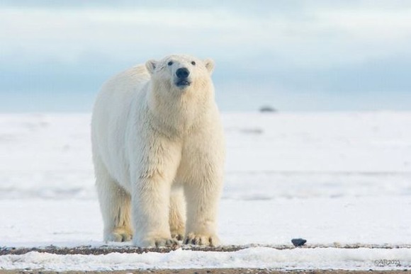 【アラスカ】ホッキョクグマが村に侵入し人々を襲撃 ((((；ﾟДﾟ))))