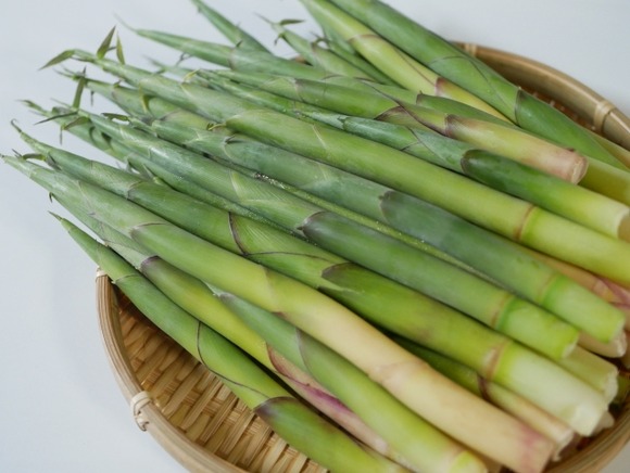 【秋田】クマ人身被害の捜索中に隊員がタケノコ採り　消防本部が注意