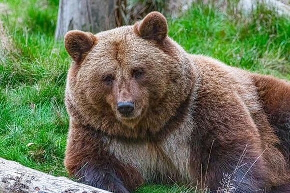 【画像】クマの肉食った結果ｗｗｗｗｗｗｗｗｗｗｗｗｗｗｗｗ