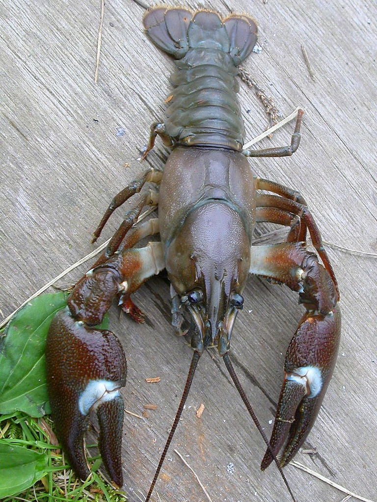 ウチダザリガニ 厄介者 をおいしく駆除 北海道 鹿追町でザリガニラーメン試食 登山ちゃんねる