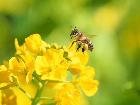 ホテルのビュッフェ蜂蜜取り放題でワロタｗｗｗｗｗｗｗｗｗｗｗｗｗｗｗｗ