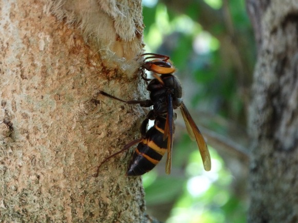 【悲報】スズメバチさん　ベランダに住み始める
