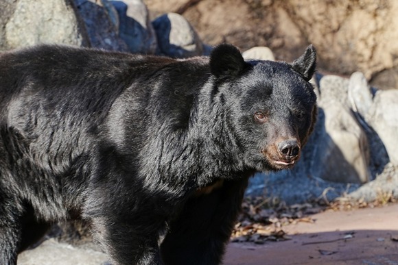 【岐阜】クマ出没で出動１回報酬3000円…これまで隊員に無報酬