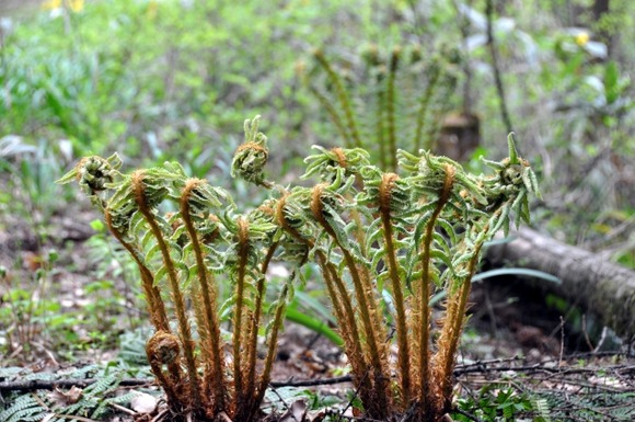 山菜って要するに草じゃん？