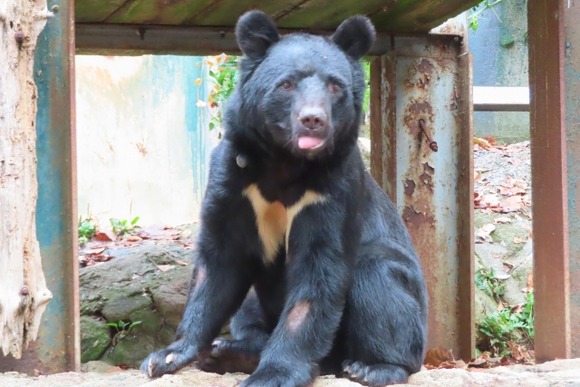 政府、クマを指定管理鳥獣に追加すると表明！