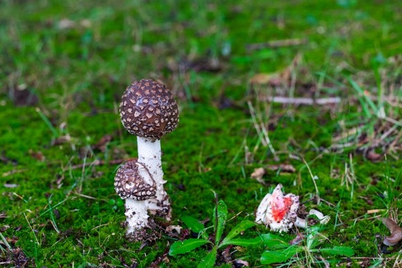 一家四人「このキノコ食える？」 AI「はい美味しいですよ」