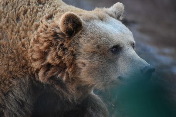 クマから走って逃げたらいかんってよく聞くけど