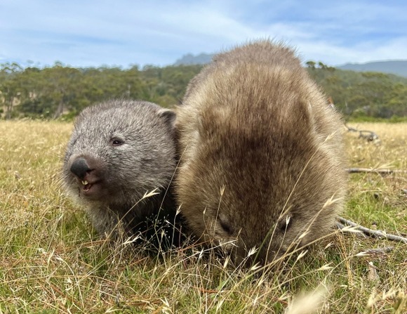 【画像】ウォンバットの、アレｗｗｗｗｗｗｗｗｗｗｗｗｗｗｗ