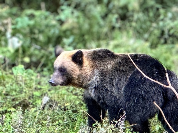クマ危険！クマ駆除！←ほーん、どこにでたんやろ？