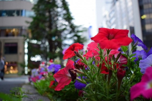 道歩くワイ「～♪」花壇見てたババア「ねぇ、この花の名前わかる？」ワイ「！？」