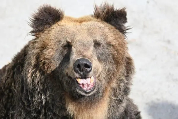 「協力する奴いないだろ」ヒグマ猟友会が駆除拒否報道で広がる同情の声