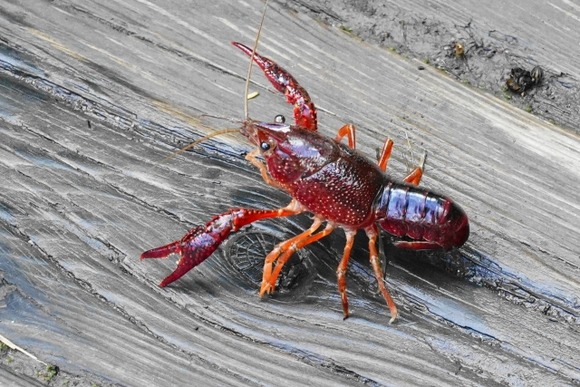 日本でザリガニ食おうてならん理由