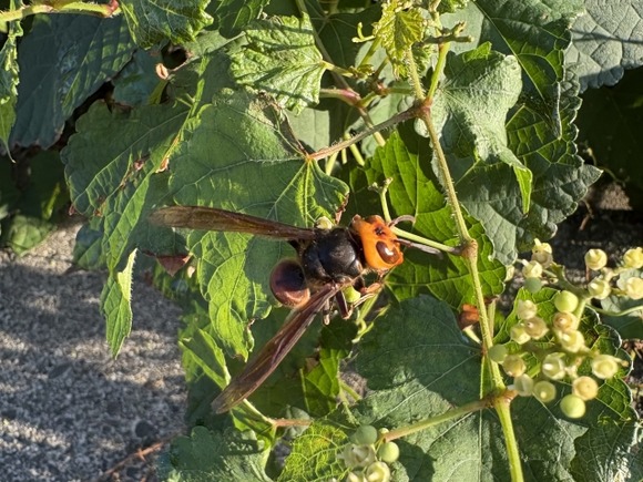 やばい、換気しようとしたら部屋にスズメバチ入ってきた