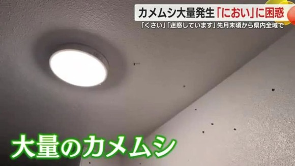 静岡県全域でカメムシが大量発生・・・