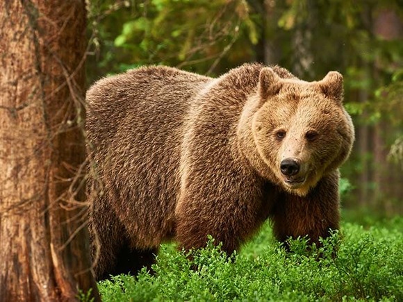 bear