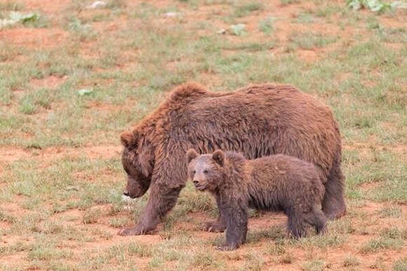 【動画】クマの親子さん、離れ離れになってしまう