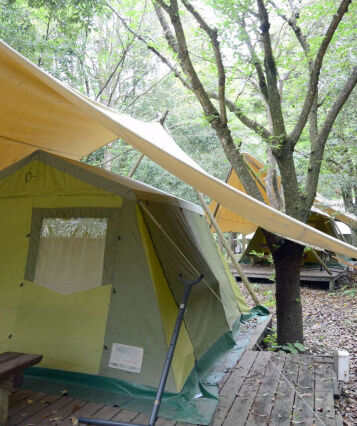 危ない木、どう見分ける？ 樹木医が明かすポイントは「穴とキノコ」